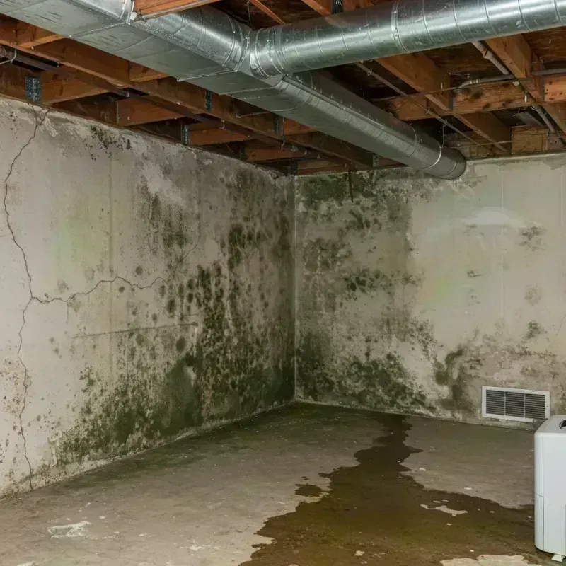 Professional Mold Removal in Gordo, AL